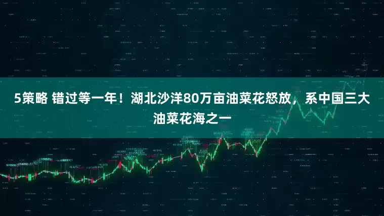 5策略 错过等一年！湖北沙洋80万亩油菜花怒放，系中国三大油菜花海之一